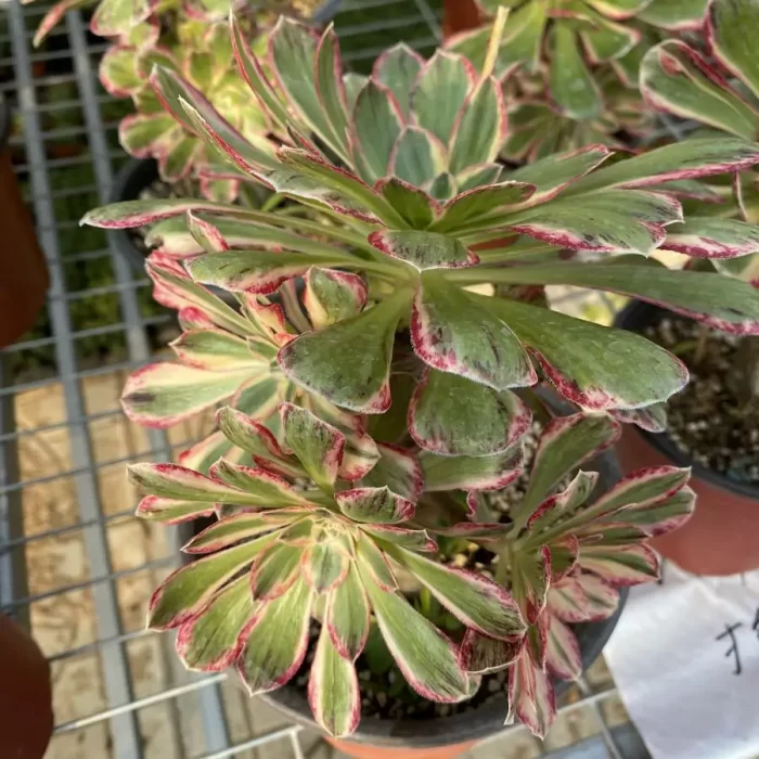 Aeonium V Jinjin Clustering - Image 2