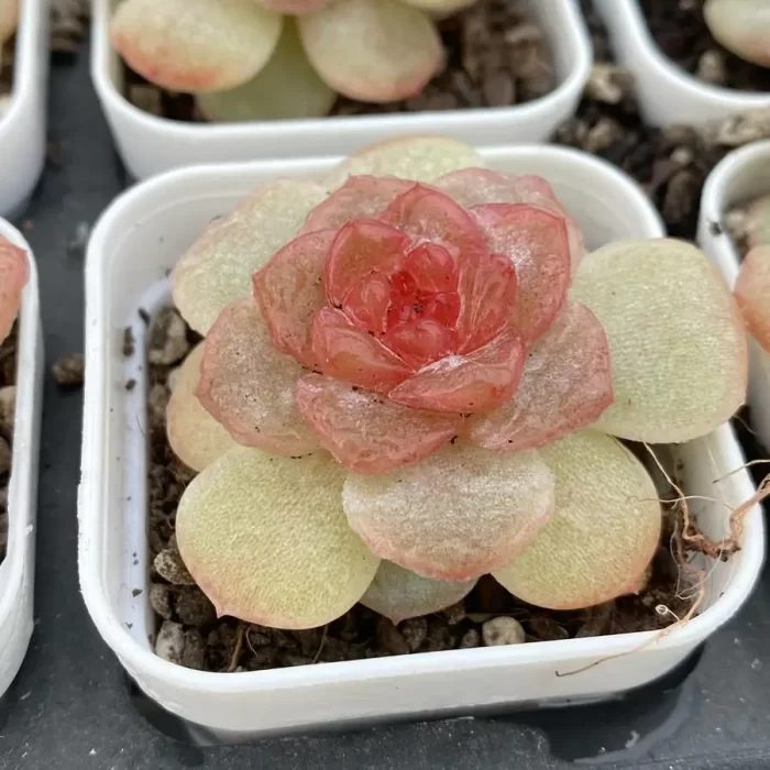 Echeveria ripple - Image 2