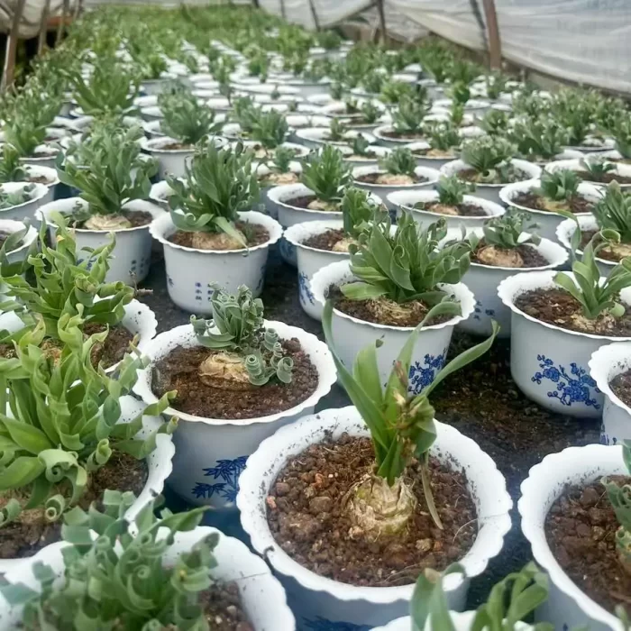 Albuca concordiana Baker - Image 2