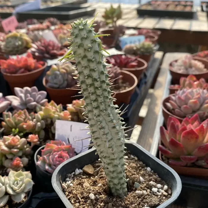 Euphorbia mammillaris f. Variegata - Image 2