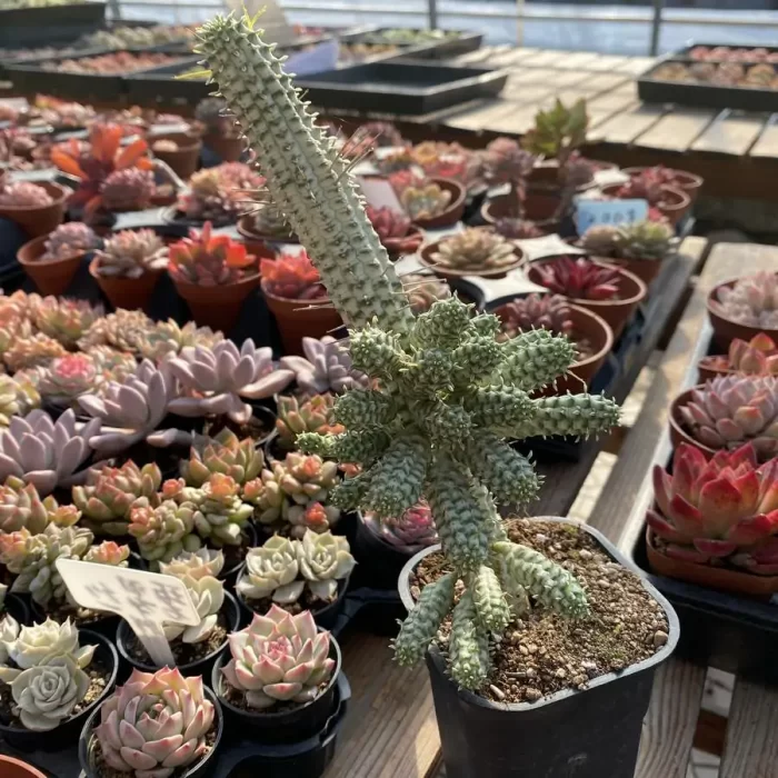 Euphorbia mammillaris f. Variegata - Image 2