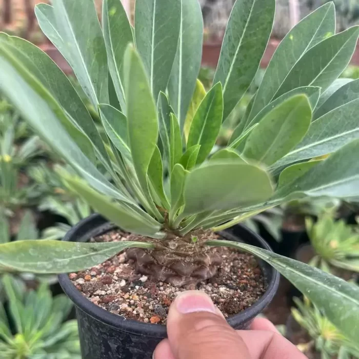 Euphorbia hypogaea - Image 2