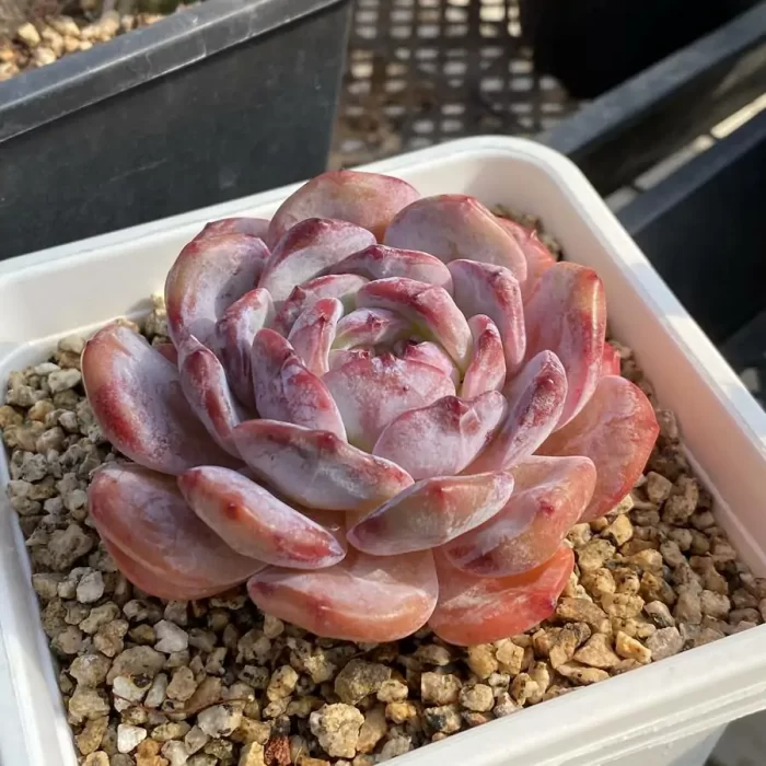 Echeveria Winslet C - Image 2