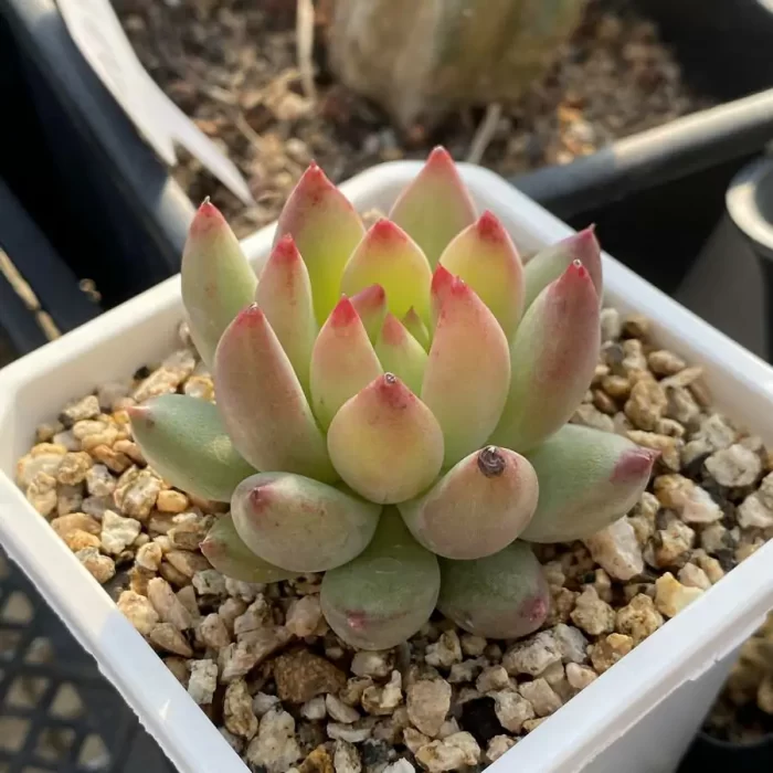 Echeveria Yanzi - Image 2