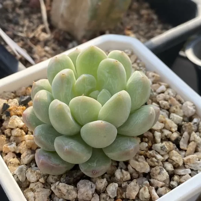 Echeveria Bata jadeite - Image 2