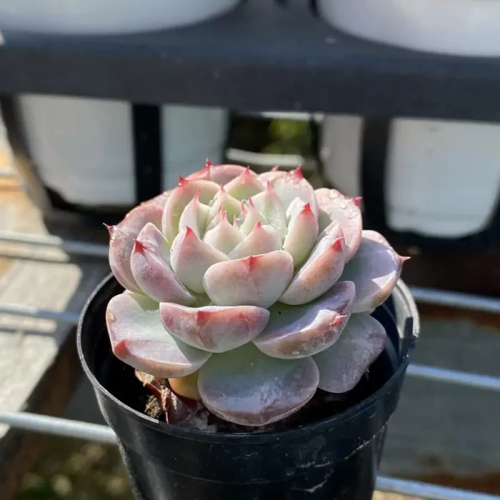 Echeveria Velvet - Image 2