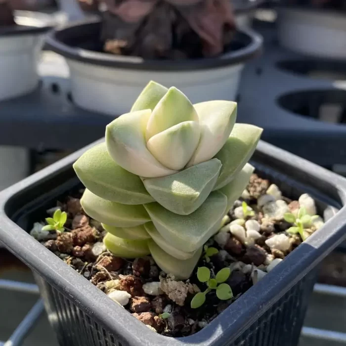 Crassula Moonglow Variegated - Image 2