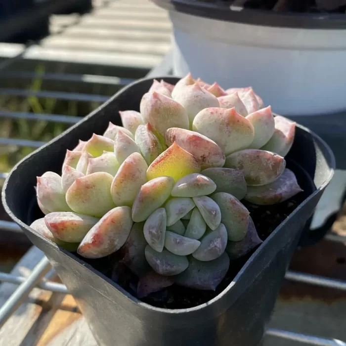 Echeveria Sugar Heart Hybrid Clustering - Image 2