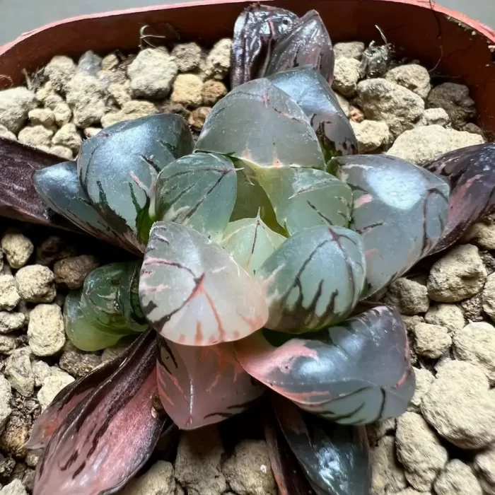 e201-1.webp Haworthia Crystal Variegated - Image 1