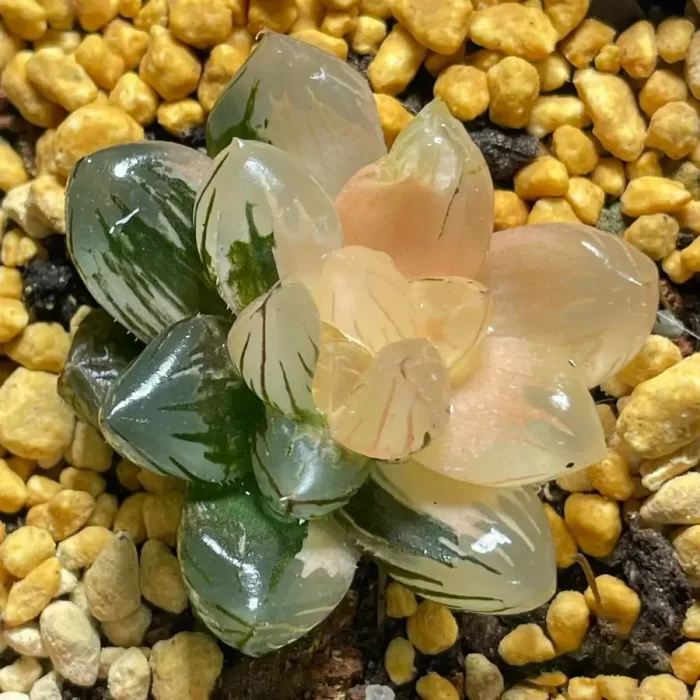 e201-10.webp Haworthia Moon In The Water Variegated - Image 1