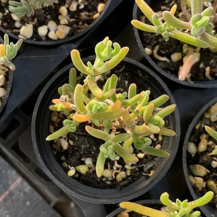 Dicrocaulon Chrissy - Image 1