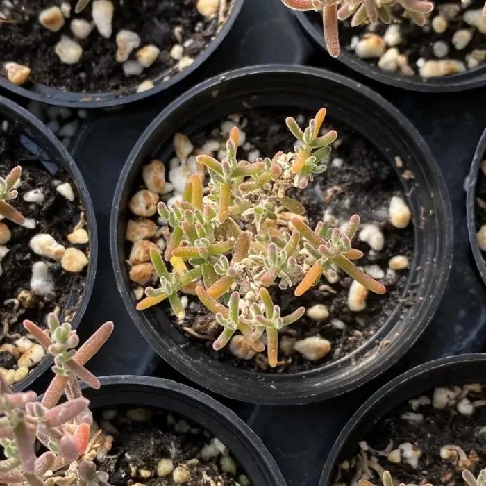 e201-101.webp Dicrocaulon Red Flash Branch - Image 1