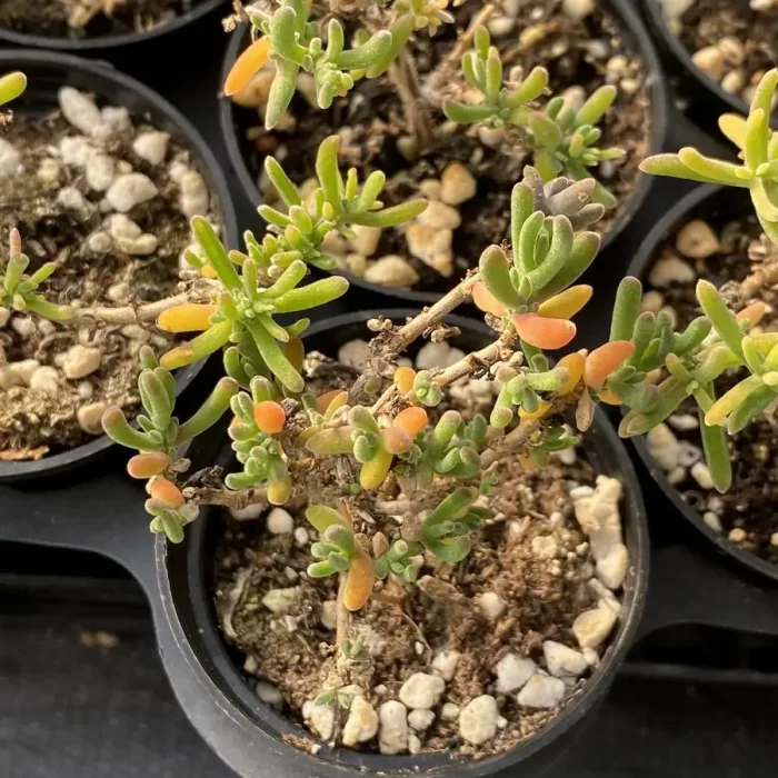 Dicrocaulon Flame - Image 1