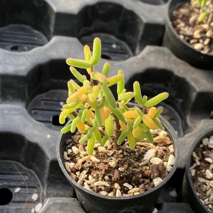 e201-103.webp Dicrocaulon Pencil - Image 1