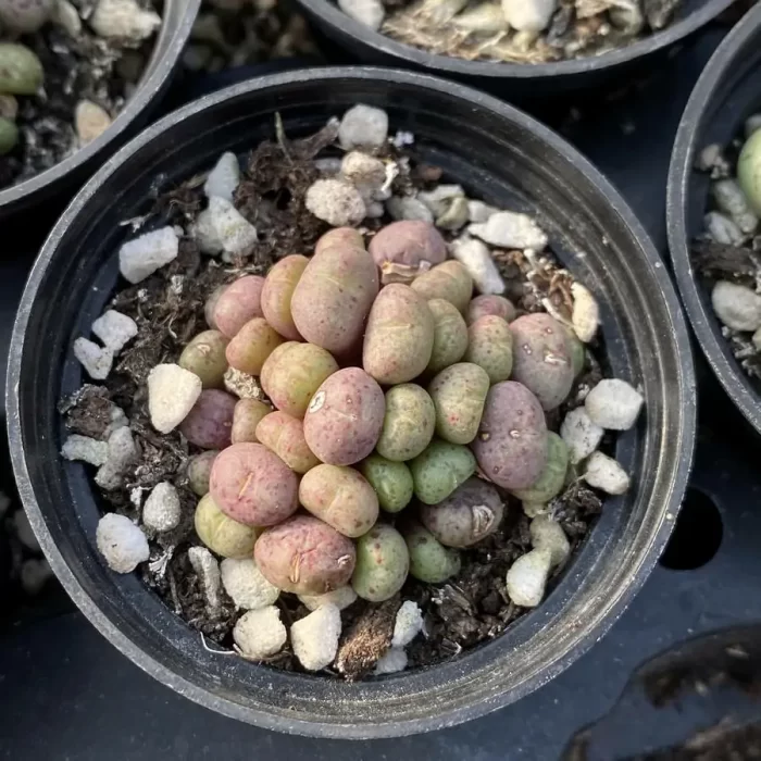 e201-104.webp Conophytum Mini Cat Cluster - Image 1