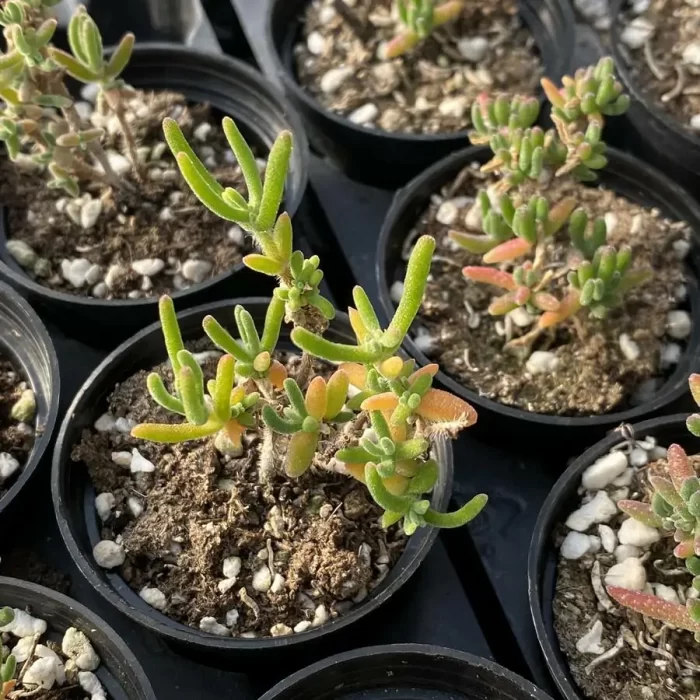 e201-105.webp Dicrocaulon Soft Candy Branches - Image 1