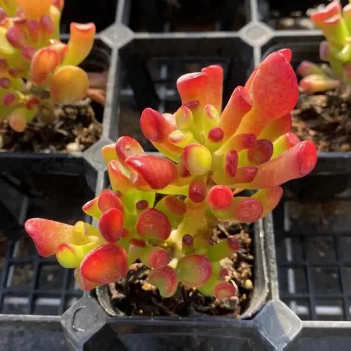 e201-106.webp Crassula Ovata Gollum - Image 1