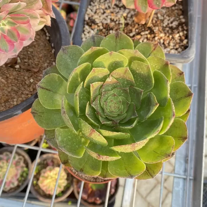 Aeonium Halloween Silky/Brushed Variegated - Image 1