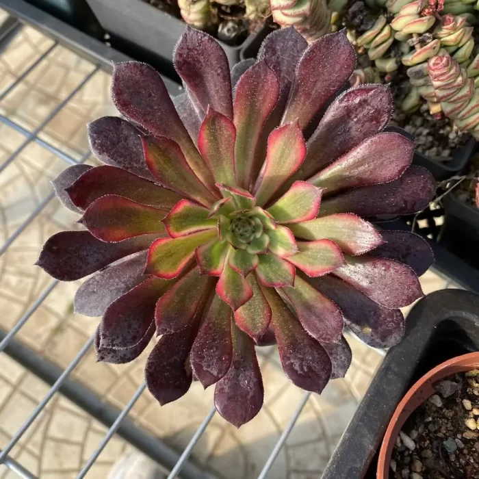 e201-108.webp Aeonium Black Swan - Image 1