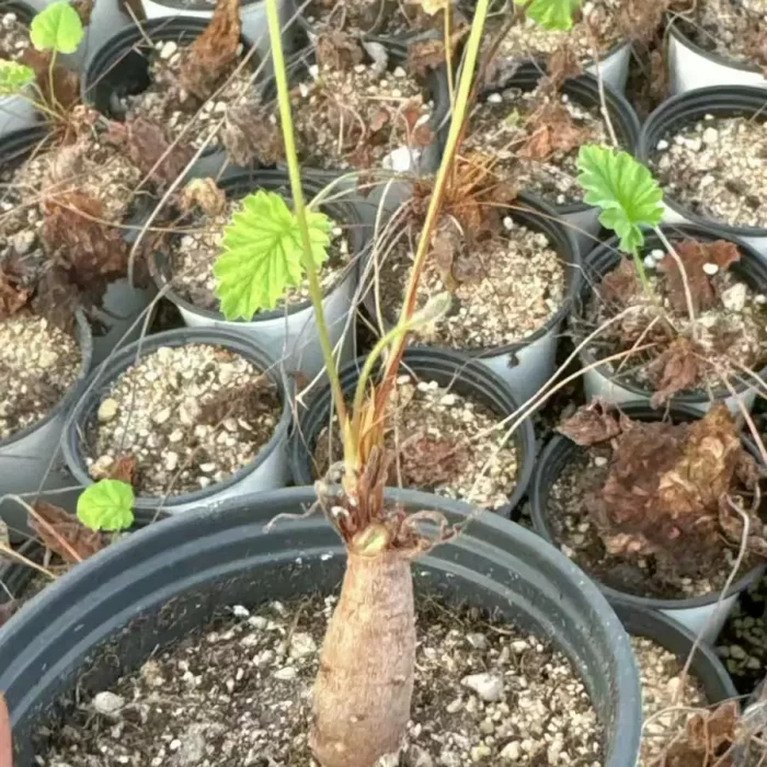 e201-109.webp Pelargonium crithmifolium - Image 1