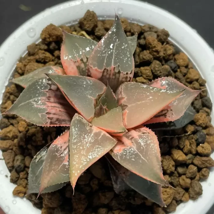 Haworthia Shuten-doji Variegated - Image 1