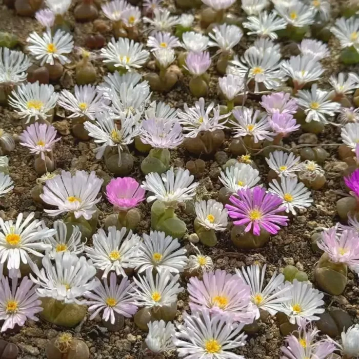 Conophytum friedrichiae (Dinter) Schwantes 1head - Image 1