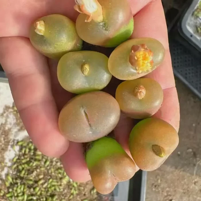 e201-114.webp Conophytum maughanii 1head - Image 1