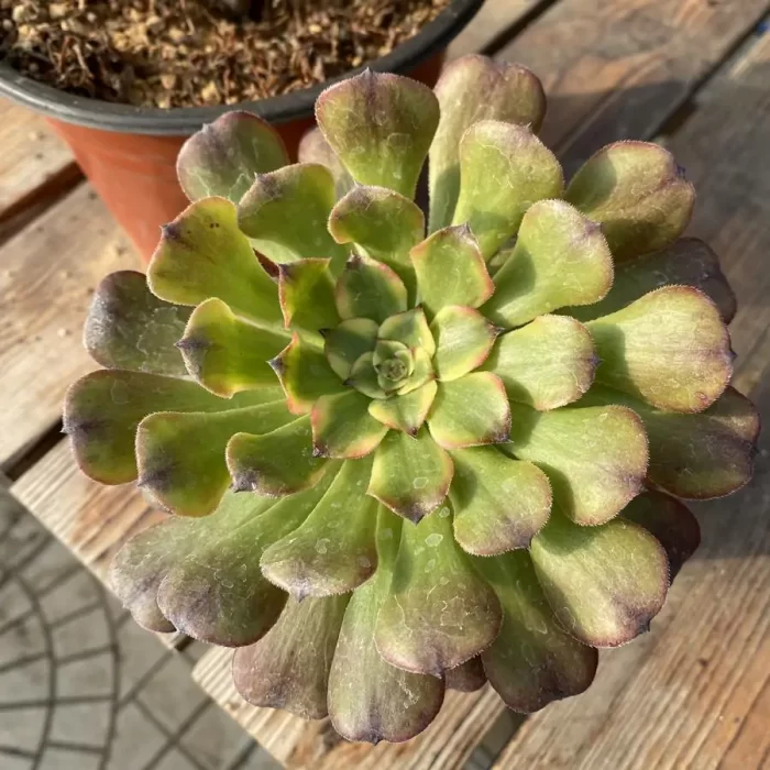e201-116.webp Aeonium Dancing Tianji Variegated Cluster - Image 1