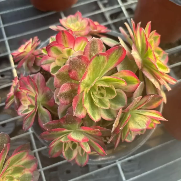 e201-118.webp Aeonium Halloween Super White Variegated clustering - Image 1