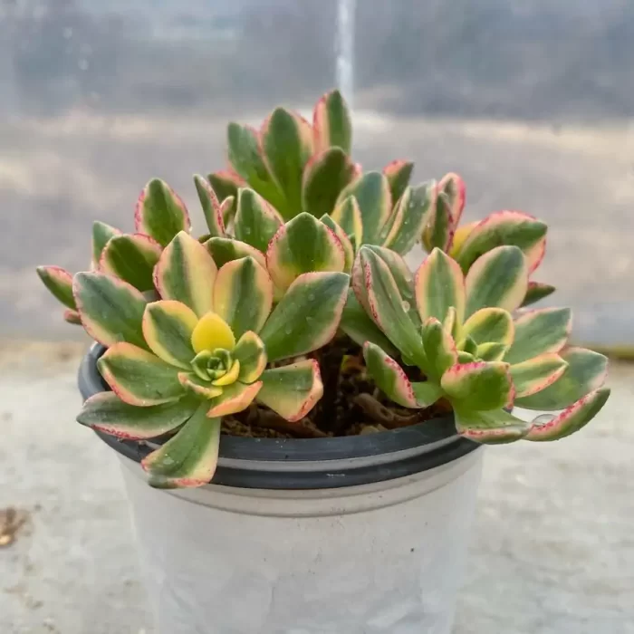 e201-120.webp Aeonium Sweet Tea Clustering - Image 1