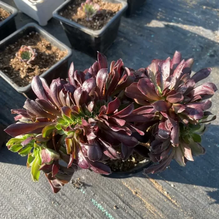 e201-122.webp Aeonium
Arboreum Velour European Crestata(small) - Image 1