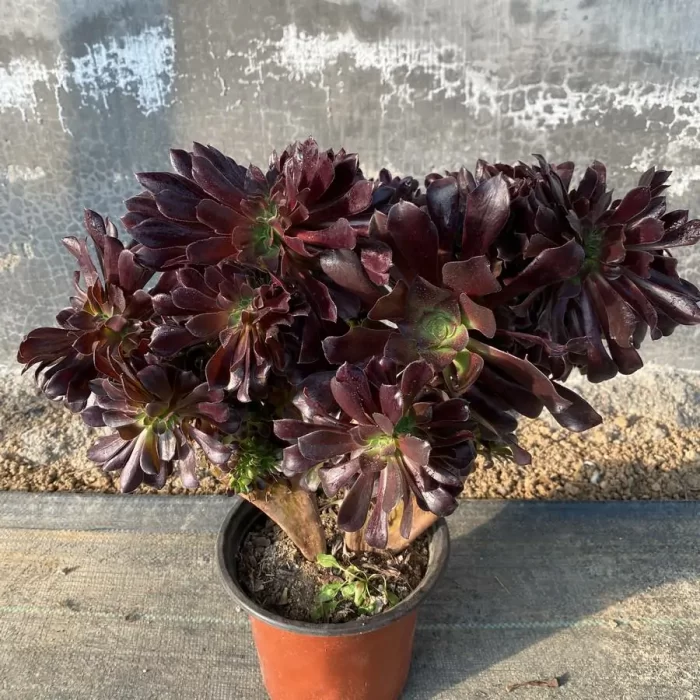 Aeonium 
Arboreum Velour European Crestata（Big） - Image 1