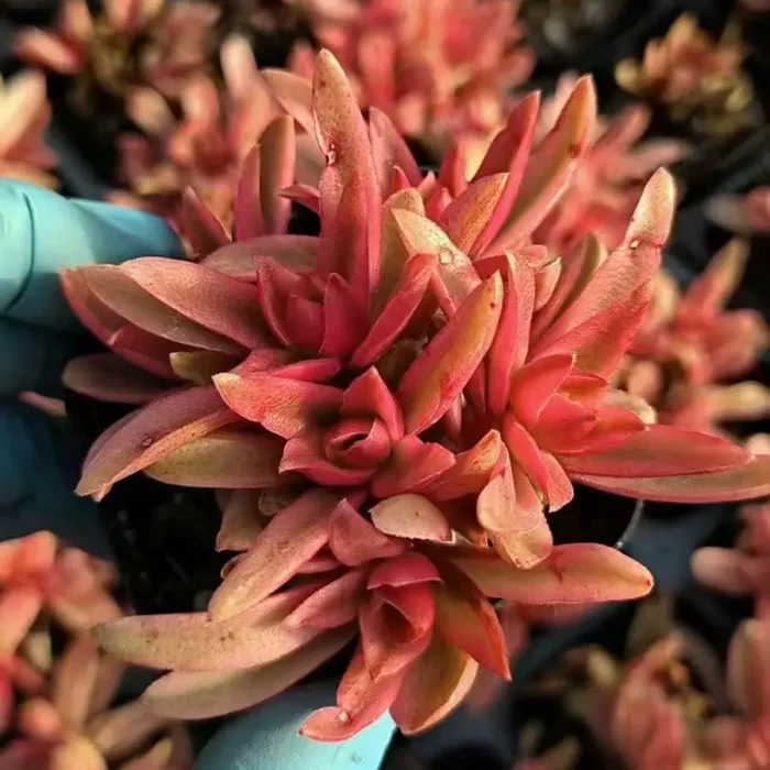 e201-125.webp Crassula hakaram variegated Clustering - Image 1