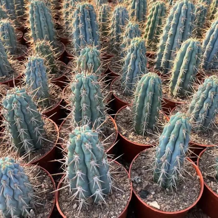 e201-126.webp Browningia hertlingiana - Image 1