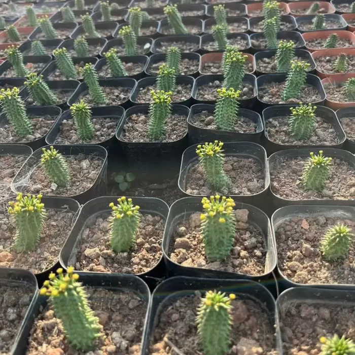 Euphorbia echinus - Image 1