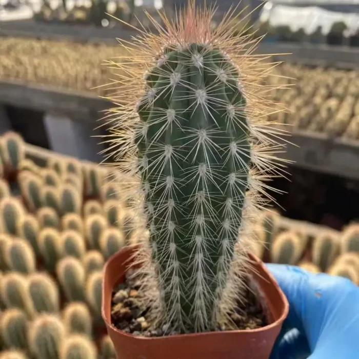 e201-128.webp Harrisia Blessedness - Image 1