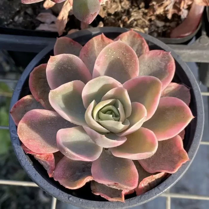 e201-129.webp Echeveria Pink Bella Variegated - Image 1