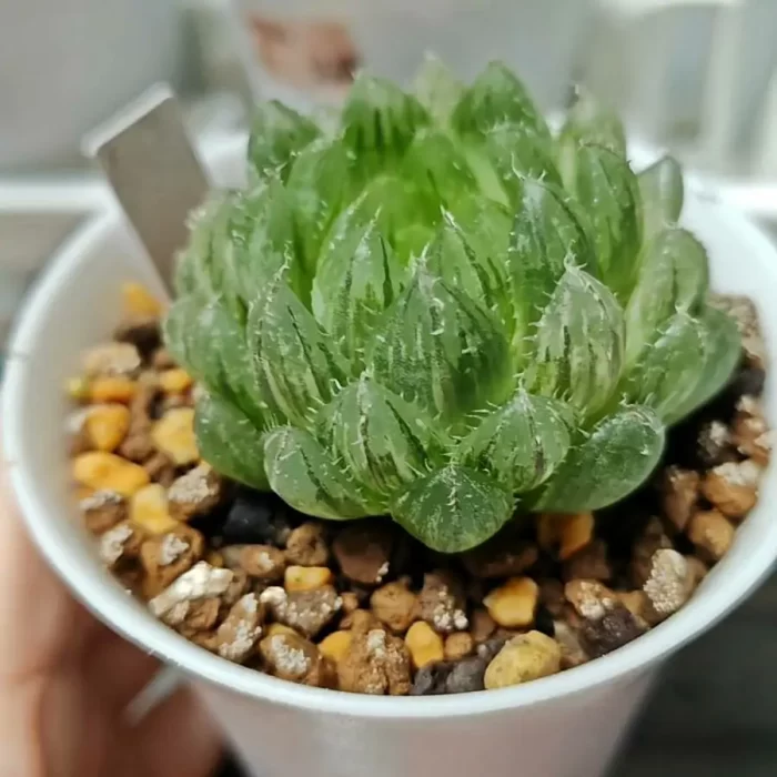 e201-13.webp Haworthia Emerald Cloud - Image 1