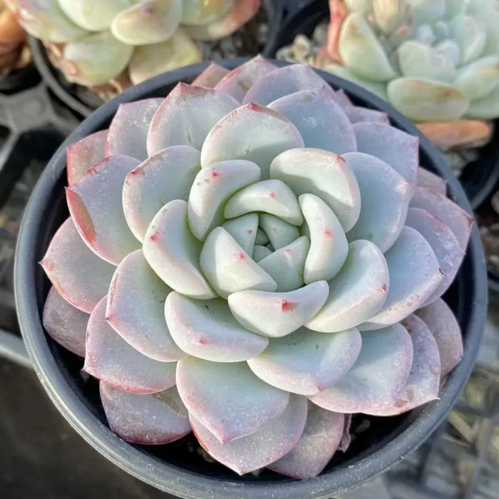 e201-131.webp Echeveria Werther - Image 1