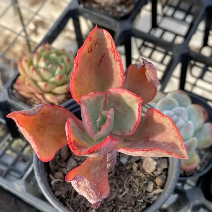 e201-132.webp Echeveria Tornado Variegated - Image 1