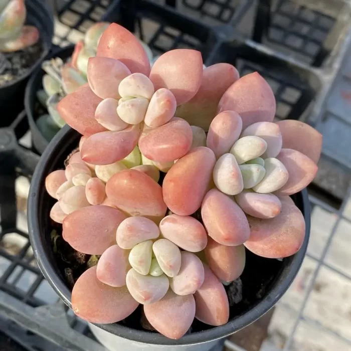 e201-133.webp Graptopetalum Miul Clustering - Image 1