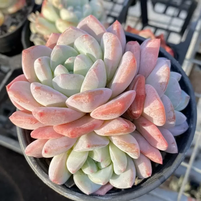 e201-134.webp Echeveria Frosty Bloom Clustering - Image 1