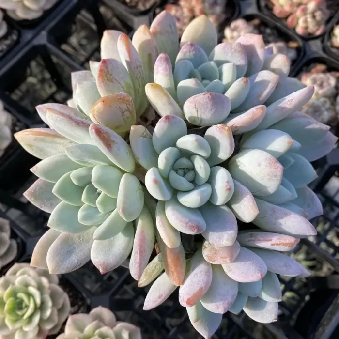 e201-135.webp Echeveria Maxwell Clustering - Image 1