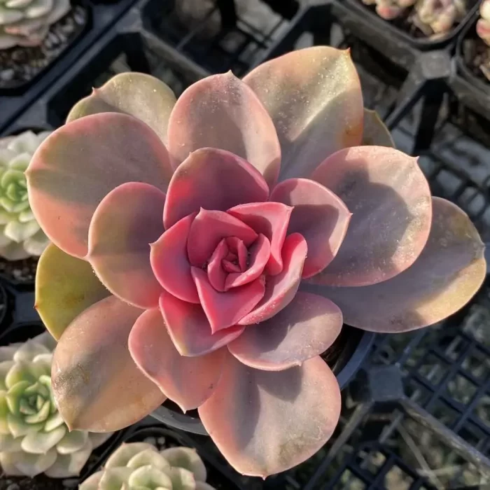 e201-137.webp Echeveria Rainbow - Image 1