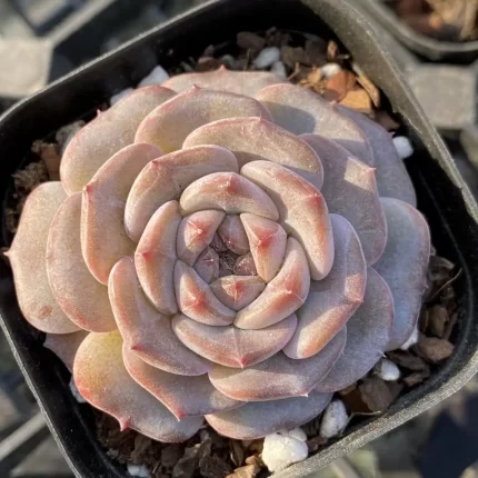 桃枝珊瑚　22cm MOMO珊瑚莲花珠手链|MOMO珊瑚手链|珊瑚莲花珠手链】-红掌柜珠宝