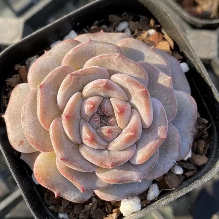 e201-138.webp Echeveria Magic Diamond - Image 1