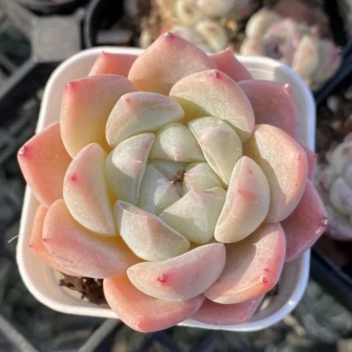 e201-139.webp Echeveria Autumn dew white - Image 1