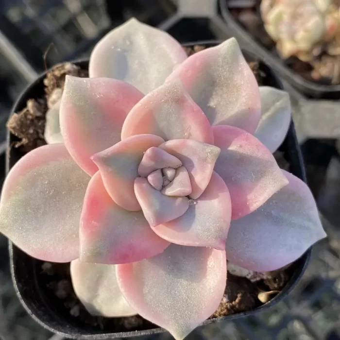 Graptopetalum Purple Delight Variegated - Image 1