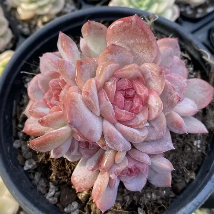 e201-141.webp Echeveria Velvet Clustering - Image 1