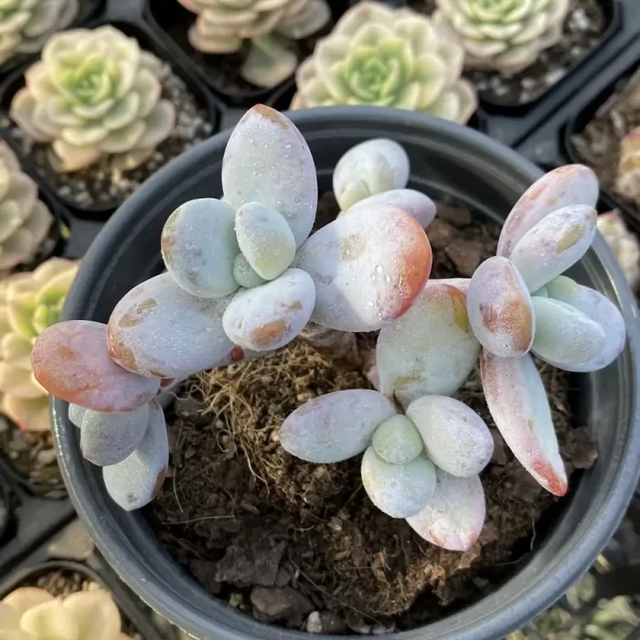 e201-142.webp Pachyphytum cuicatecanum Clustering - Image 1